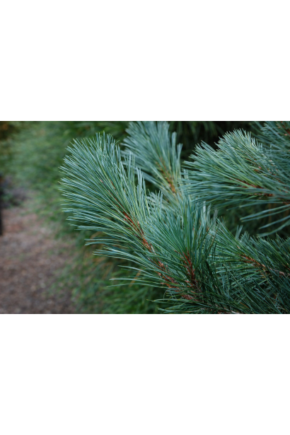 Сосна гнучкої ’Cesarini Blue’  фото